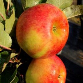 Pommier colonnaire 'Rhapsodie'