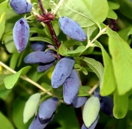 Camerisier 'Myberry® Sweet'