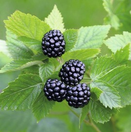 Mûrier 'Asterina'