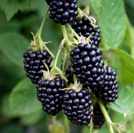Mûrier Noir 'Wellington'