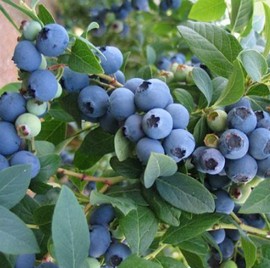 Myrtillier 'Bluecrop'