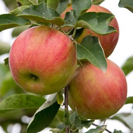 Pommier 'Alkmene'