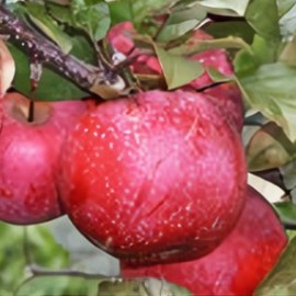 Pommier 'Baya Marisa®'