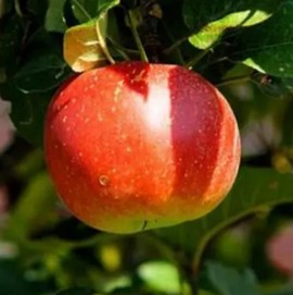 Pommier 'Berlepsch rouge'