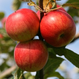 Pommier 'Elstar'