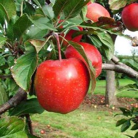 Pommier 'Gloster'