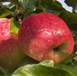 Pommier 'Jacob Fischer'