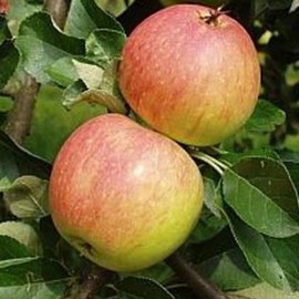 Pommier 'James Grieve'