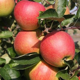 Pommier 'Jonagold'