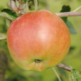Pommier 'Jonathan'