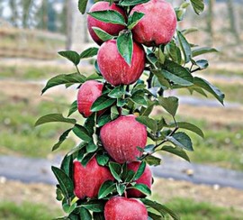 Pommier colonnaire 'Jucunda'