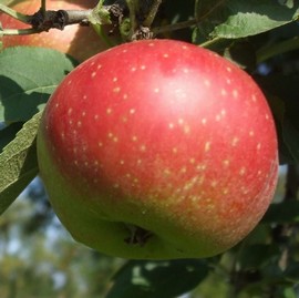 Pommier 'Kaiser Wilhelm'