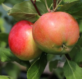 Pommier 'Pinova®'