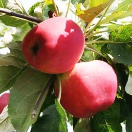 Pommier colonnaire 'Redcats'