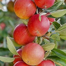 Pommier colonnaire 'Sonate'