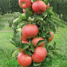 Pommier colonnaire 'Starcats'