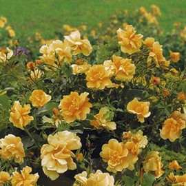 Rosier Calizia ® Noa97400A