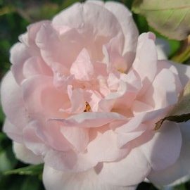 Rosier Mme Alfred Carriere