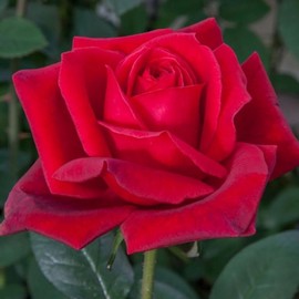 Rosier JUBILE PAPA MEILLAND ® Meiceazar