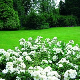 Rosier OPALIA ® Noaschnee