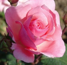 Rosier Queen Elisabeth