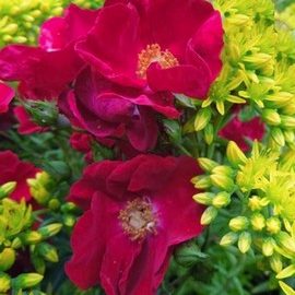 Rosier Vesuvia