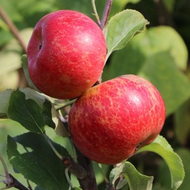 Pommier 'Rubinola®'