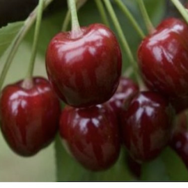 Cerisier 'Sunburst'