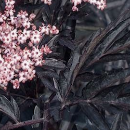 Sureau noir 'Black Lace'