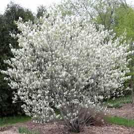 Amelanchier 'Martin'
