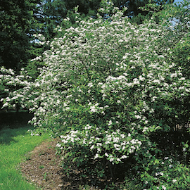 Aronia 'Viking'