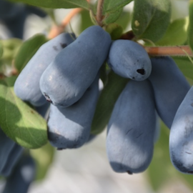 Camerisier 'Eisbär®'