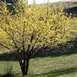 Cornouiller 'Kasanlaker'