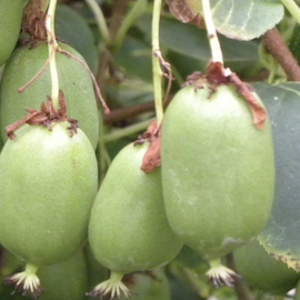 Kiwi autofertile 'Issai'