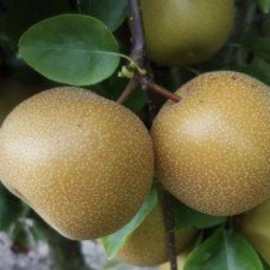 Nashi 'Nijisseiki'