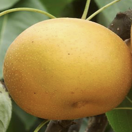 Nashi 'Kosui'