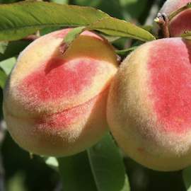 Pêcher 'Benedicte'