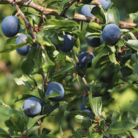 Prunelle