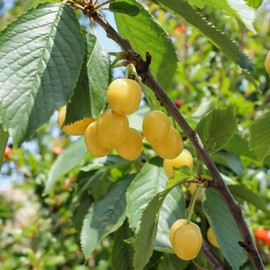 Cerisier 'Jaune de Doenissens'