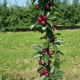 Griottier colonnaire 'Jachim-S'