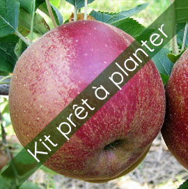 Kit Pommier 'Boskoop rouge'