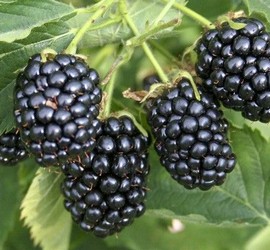 Mûrier 'Lubera Navaho Summerlong'