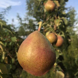 Poirier colonnaire 'Condora'