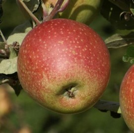 Pommier 'Bohnapfel'