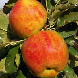 Pommier colonnaire 'Ballerina® Bolero'