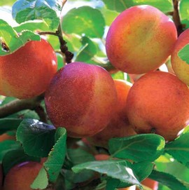 Prune 'Reine Victoria'