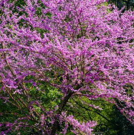 Arbre de Judée **