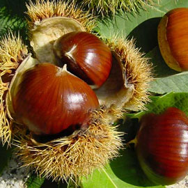 Châtaignier 'Bouche de Betizac' **