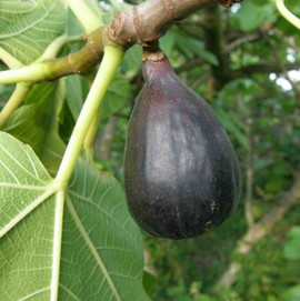 Figuier 'Noire de Caromb' **