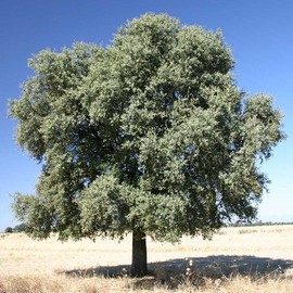 Chêne à Gland Doux 'Ballota' **